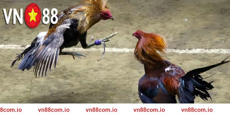Sau khi thắng cược tại đá gà VN88 bạn có thể rút tiền ngay lập tức