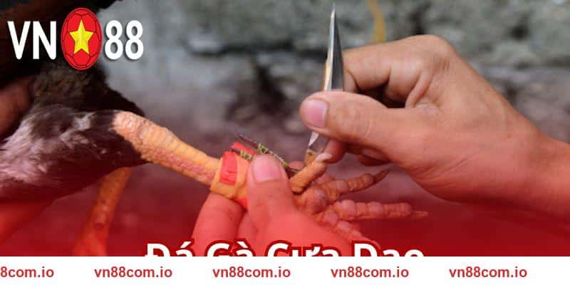 Đá Gà Cựa Dao VN88 - Giao Tranh Kịch Tính Đến Từng Cú Đá