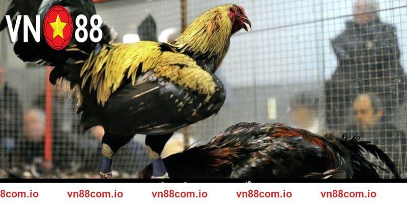 Đá Gà Cựa Sắt - Hình Thức Đặt Cược Nổi Bật Tại VN88
