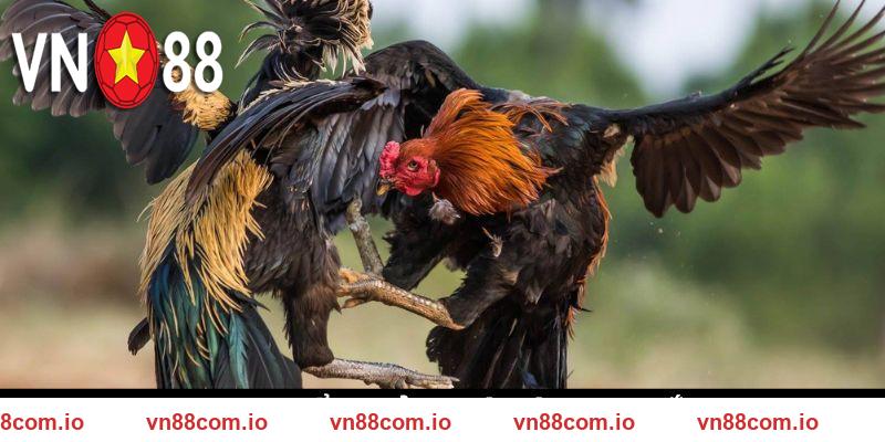 Điểm cộng đá ghi nhận đá gà cựa sắt VN88