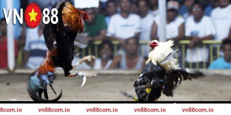 Khái quát đá gà cựa sắt VN88