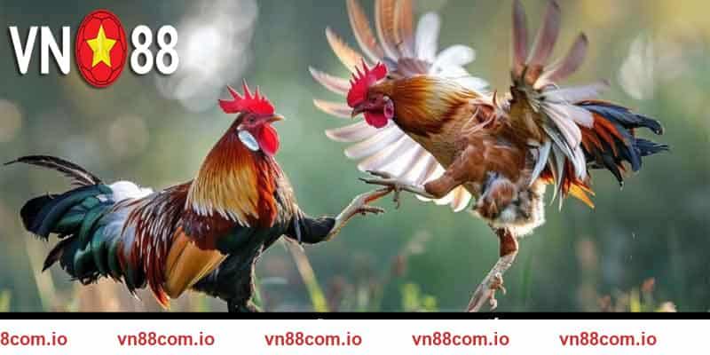 Kinh nghiệm hay nên nhớ khi chơi đá gà cựa sắt VN88