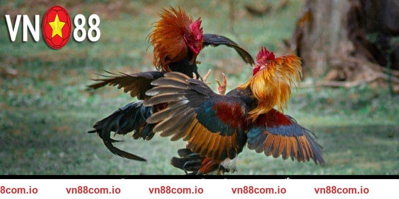 Luật chơi dễ hiểu của loại hình chọi kệ cựa sắt VN88